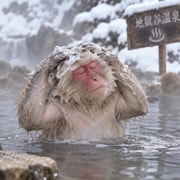 From Tokyo: Nagano Private Trip with Snow Monkey Park