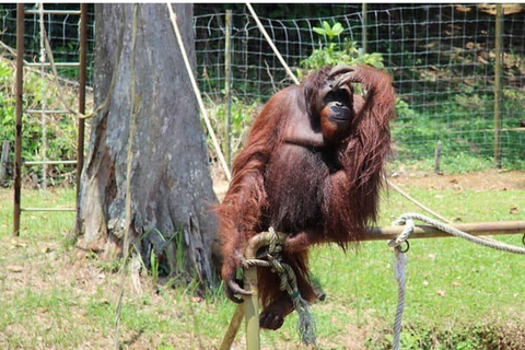 From Penang: Orang Utan Island Tour with Boat Ride