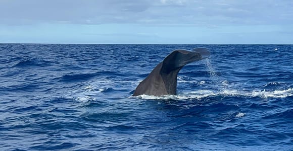 Mauritius: Eco-Friendly Private Whale Watching