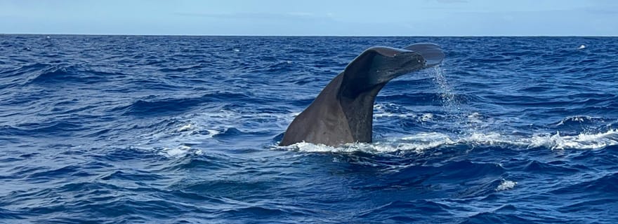 Maurice : observation privée et respectueuse de l'environnement des baleines