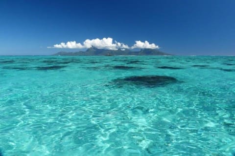 Tahiti : excursion en snorkeling en petit groupe à l'aquarium et aux épaves