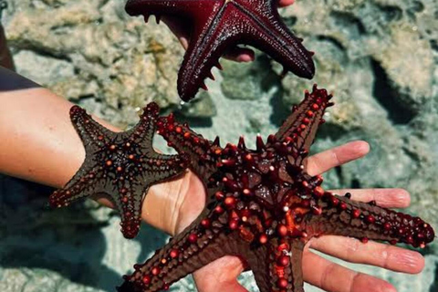 桑给巴尔：海星、浮潜和蓝泻湖探险桑给巴尔：海星、浮潜和蓝泻湖（含接送服务）