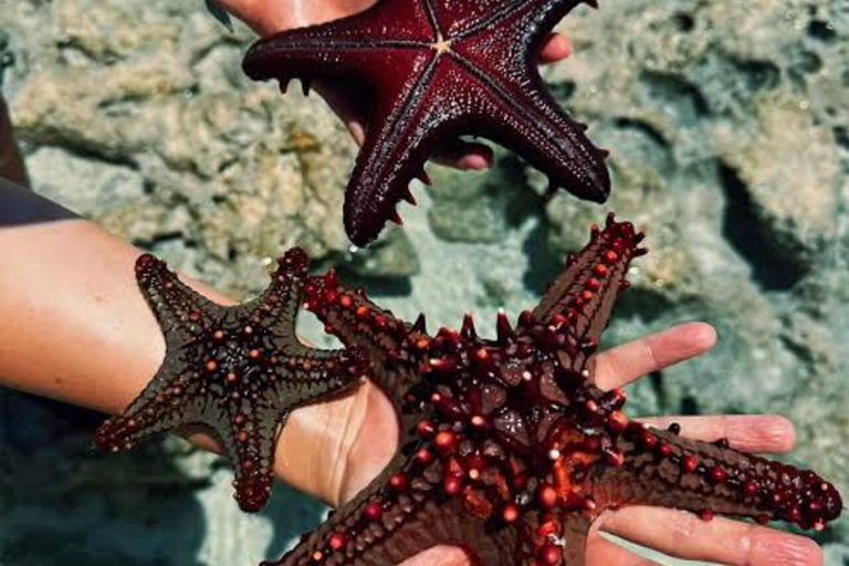 桑给巴尔：海星、浮潜和蓝泻湖探险桑给巴尔：海星、浮潜和蓝泻湖（含接送服务）