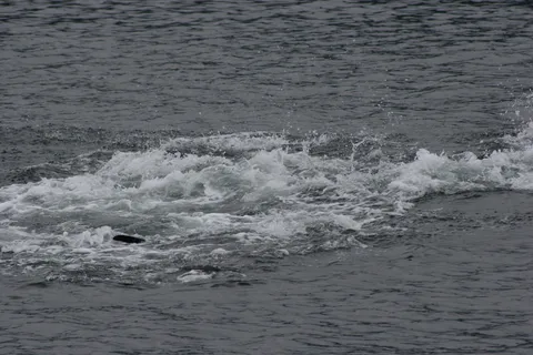 Ear Mountain Charters tours: whale watching and fishing