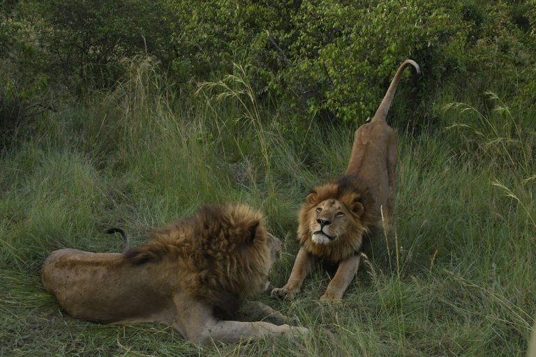 Nairobi: 5-Day Masai Mara, Lake Nakuru & Elementaita Safari