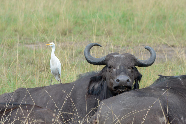 Tour di 7 giorni in Ruanda e Uganda: trekking dei primati e fauna selvatica