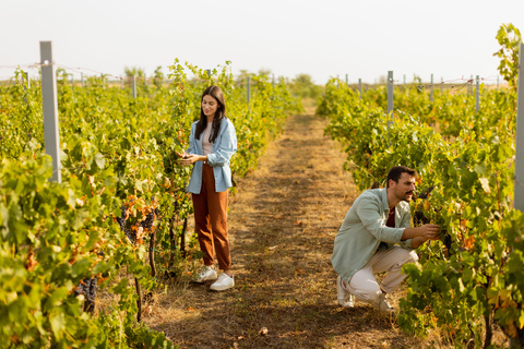 Bordeaux: Vineyard Horse Ride with Château Wine Tastings