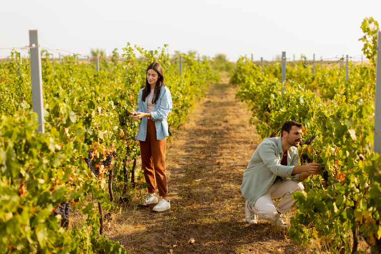 Bordeaux: Vineyard Horse Ride with Château Wine Tastings