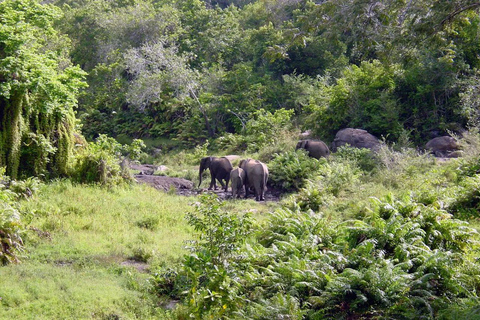 Diani: Guided day trip to Shimba Hills Reserve with lunch