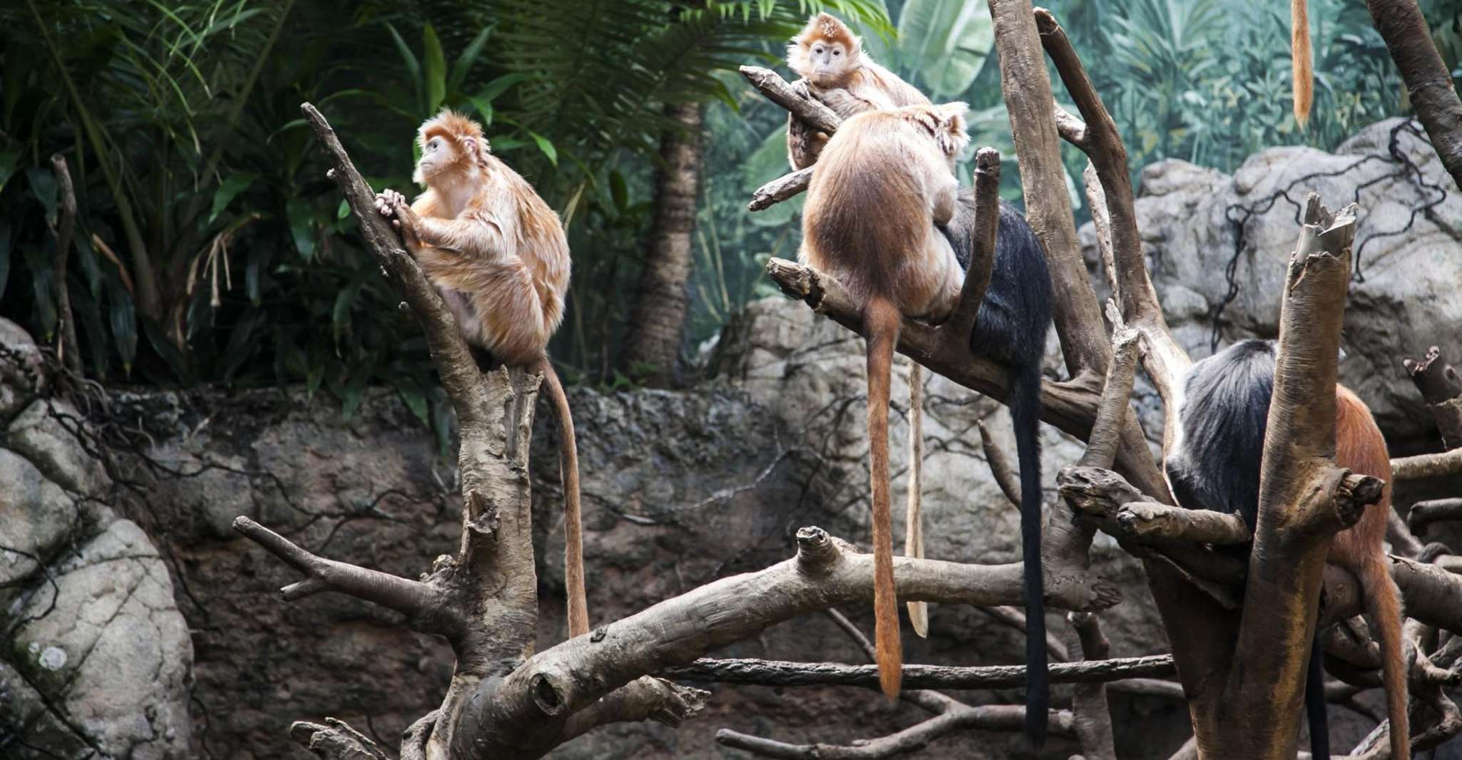Skip-the-line Tickets to Bronx Zoo with Private Transfers - Housity