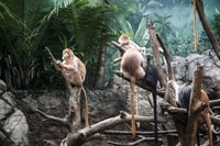 Skip-the-line Tickets to Bronx Zoo con transferencias privadas - Housity