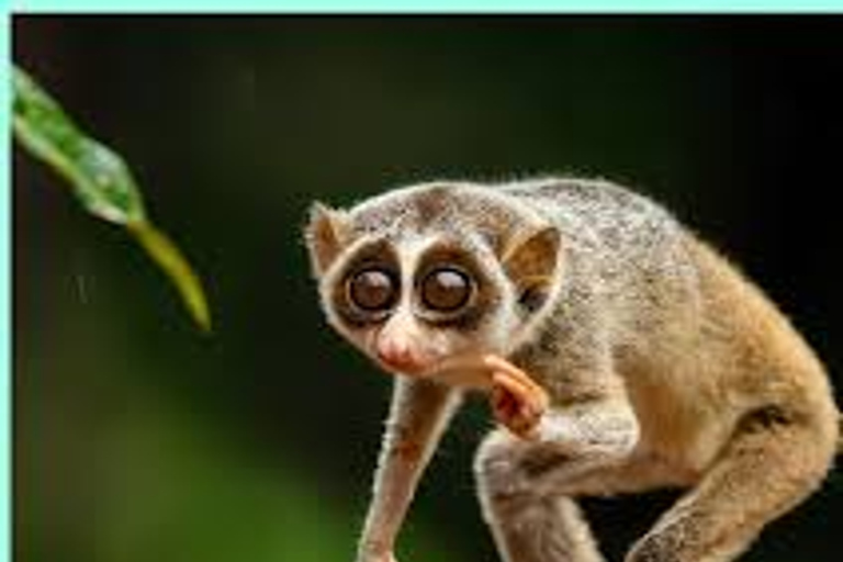 Sigiriya: Slender Loris Night Safari with Hotel Pickup
