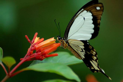 زنجبار: جولة في المدينة الحجرية وغابة جوزاني ومركز الفراشاتهذا الخيار، الاستقبال من فنادق المدينة