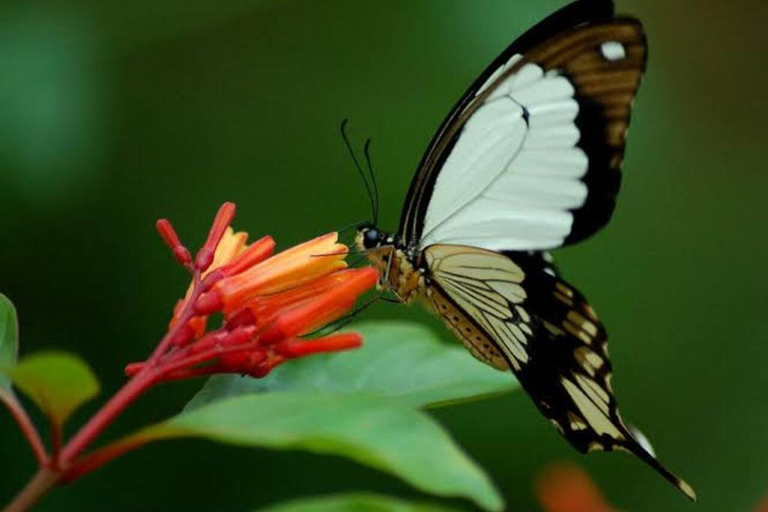 زنجبار: جولة في المدينة الحجرية وغابة جوزاني ومركز الفراشاتهذا الخيار، الاستقبال من فنادق المدينة