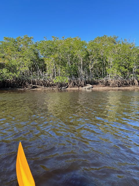 Naples, FL: Manatees, Grasslands and Mangroves kayak Tour | GetYourGuide