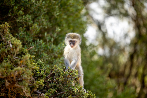 Addo Elephant National Park All Inclusive heldagssafariStandardtur