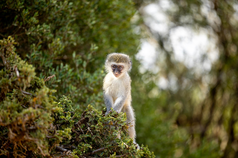 Addo Elephant National Park All Inclusive heldagssafariStandardtur