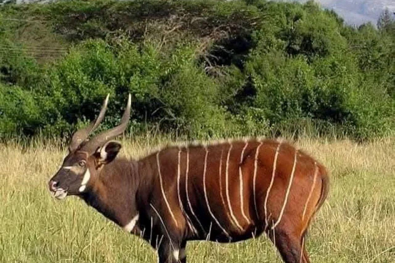 Nairobi: Overnight Adventure in Aberdare National Park