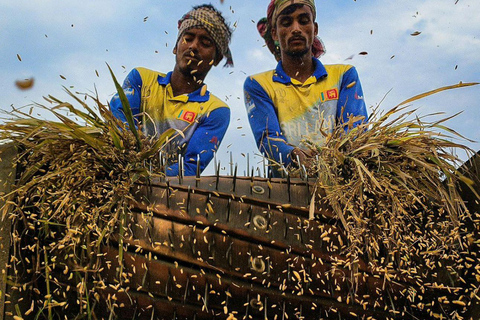 Kochi: Full-Day tour with Temple, Farming & Village Life