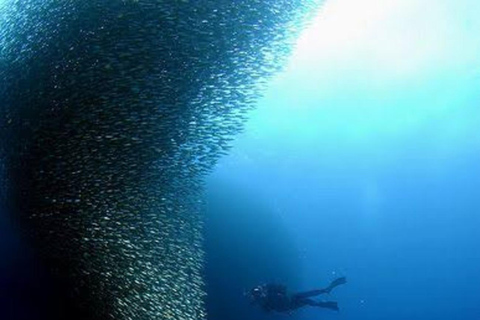Cebu: mergulho em Moalboal, corrida das sardinhas e mergulho com snorkel no PescadorMoalboal: Mergulho em Sardine Run e Snokel na Ilha do Pescador