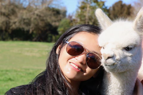 From Christchurch: Alpaca Farm Tour with Feeding and Guide