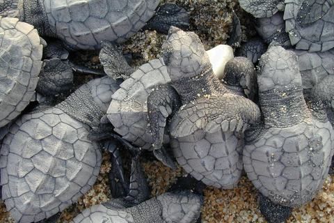 Isla Saona snorkling och safari med vilda djur: Allt inkluderat!