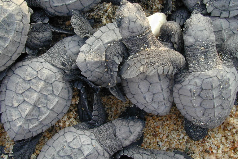 Isla Saona snorkling och safari med vilda djur: Allt inkluderat!