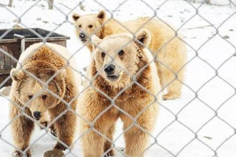 From Tbilisi: Sabaduri Forest, Chronicles & Bear Zoo