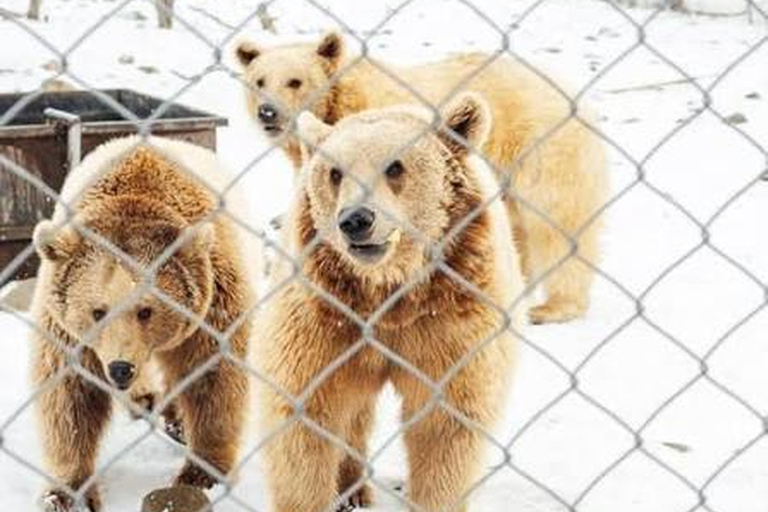 From Tbilisi: Sabaduri Forest, Chronicles & Bear Zoo