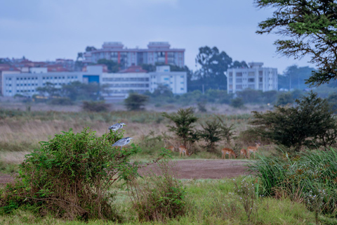 Nairobi: National Park Game Drive with Local Guide