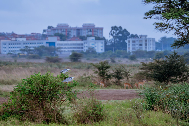 Nairobi: National Park Game Drive with Local Guide