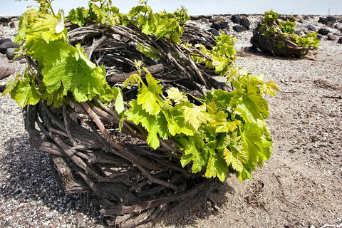 Santorini: 5-stündige Feinschmecker- und Getränketour mit lokalem Guide