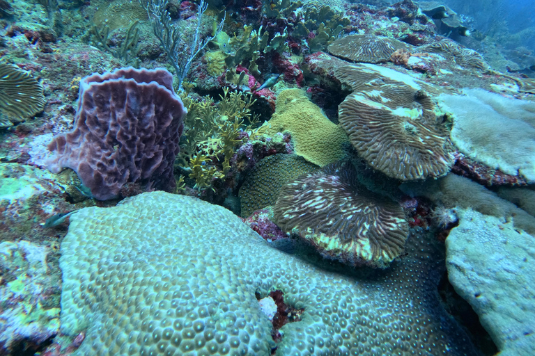 Parque Nacional Tayrona: Descobre a experiência de mergulhoTour particular em inglês