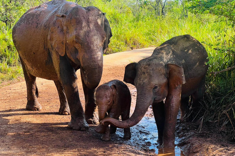 Sigiriya: Minneriya Eco-Friendly Elephant Safari with Guide
