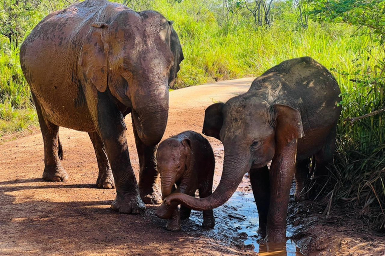 Sigiriya: Minneriya Eco-Friendly Elephant Safari with Guide