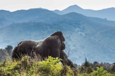 Ruanda: Faz um passeio de gorila no Parque Nacional dos Vulcões.