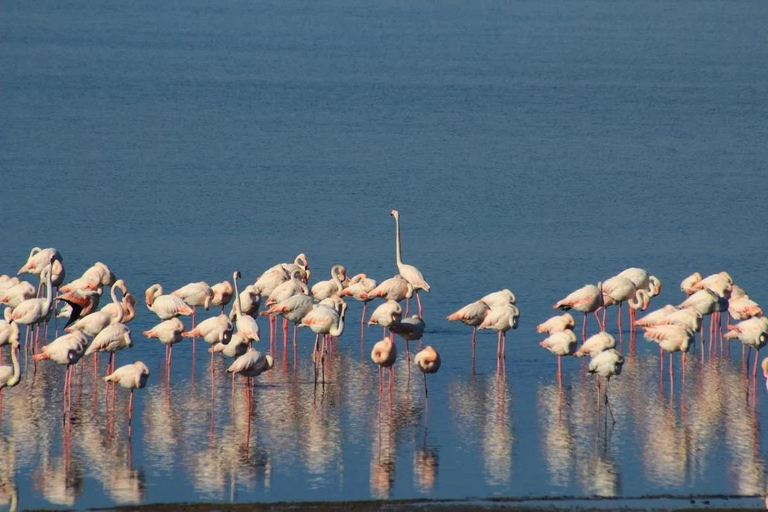 Souss-Massa National Park Entry Ticket