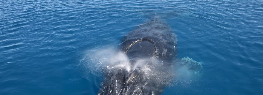Noosa : excursion d'observation de baleines