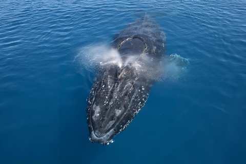 Noosa: Humpback Whale Watching Tour