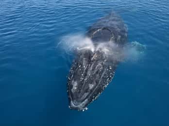 Noosa: Humpback Whale Watching Tour