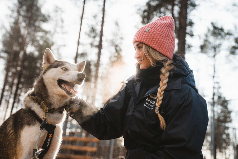 Rovaniemi: Autumn Husky Ride on Wheels