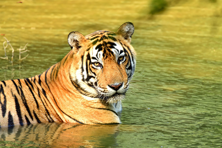 From Delhi: 4-Day Golden Triangle &amp; Tiger Safari Tour by Car3-Star Hotel + Live Guide + AC Car