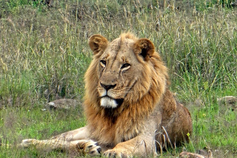 Nairobi: Excursión en grupo de 5 horas por el Parque NacionalSafari de medio día por el Parque Nacional de Nairobi