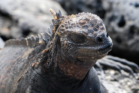 Ultimate Galapagos 6 Days Tour