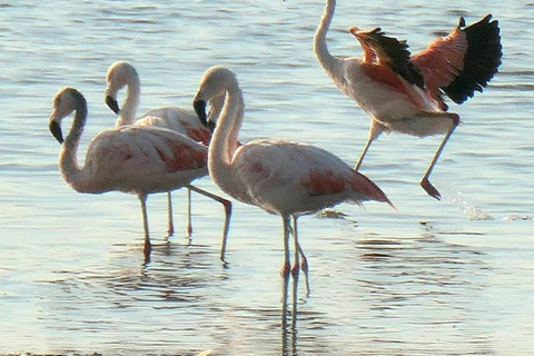 Paracas Ocean Experience: Ballestas Islands Premium, Kayak and Flamingos Paracas Ocean Experience: Premium Ballestas Islands, Kayak, and Flamingos