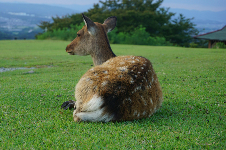 Nara: Deer, Photos, and Japanese Tea Social Experience