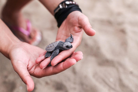 Bali: Schildpadden loslaten en watersportactiviteiten per optie