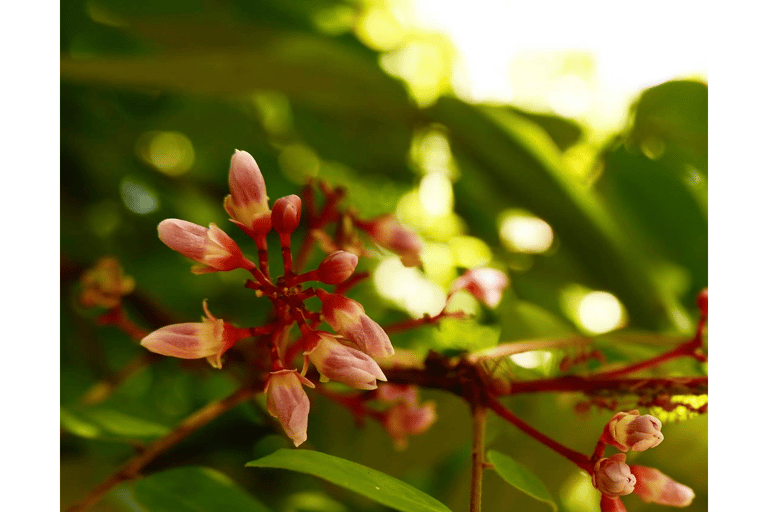 Excursão a Stone Town e à Quinta das Especiarias com almoço tradicionalPasseio pela Cidade de Pedra e Fazenda de Especiarias com Almoço Tradicional