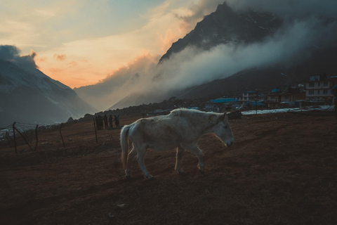 Pokhara: Langtang Glacier Trail and Kyanjin Monastery Trek