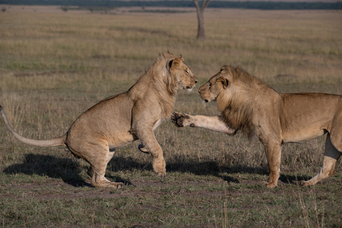 Nairobi: Safari de 3 dias em Maasai Mara com alojamento.AW